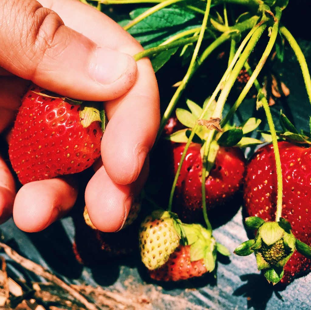 strawberry picking, strawberries
