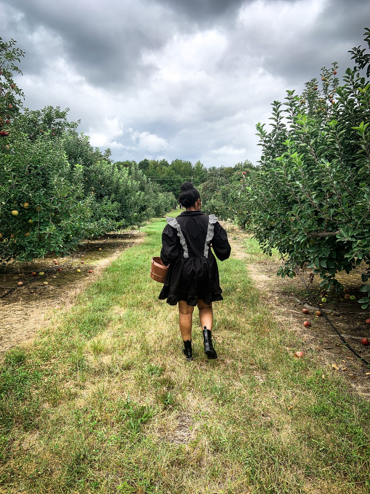 Apple picking at Windy Hill Orchard & Cidery