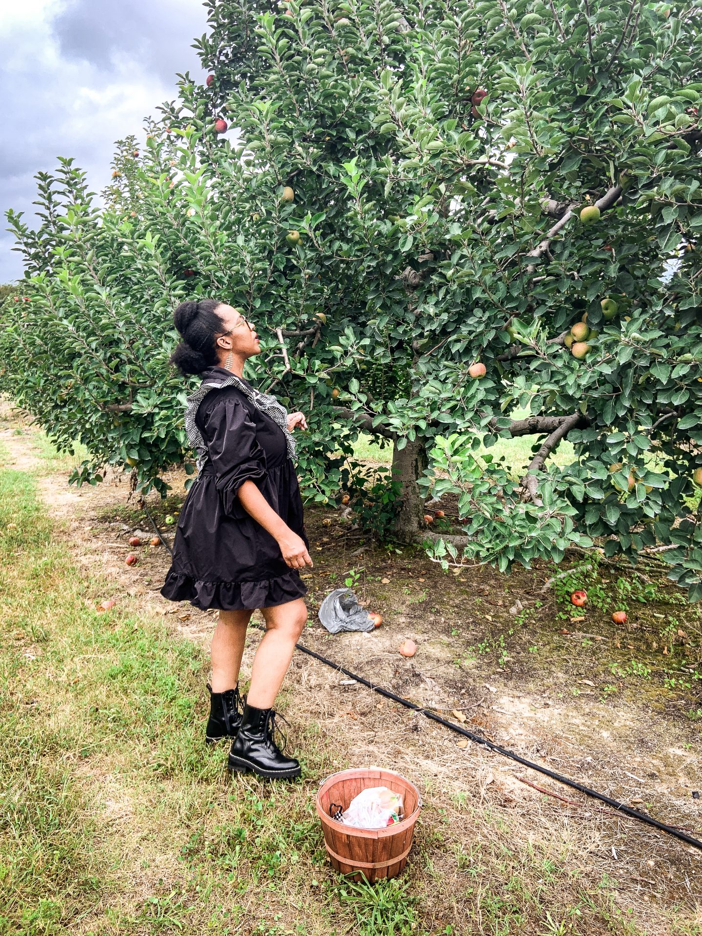 Apple picking at Windy Hill Orchard & Cidery