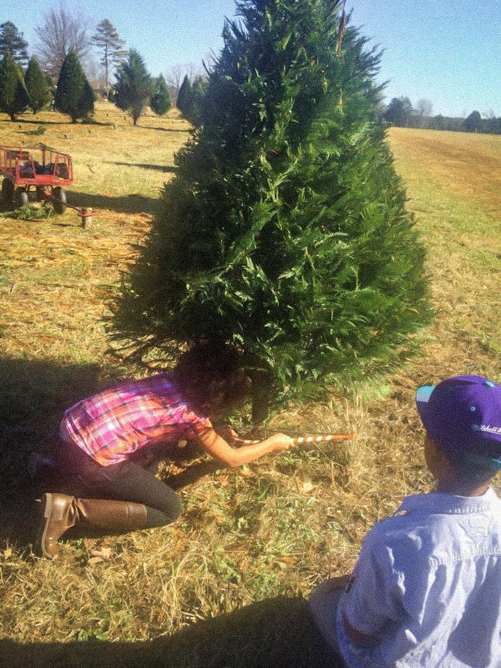 Blogmas; Cut Your Own Christmas Tree Farm