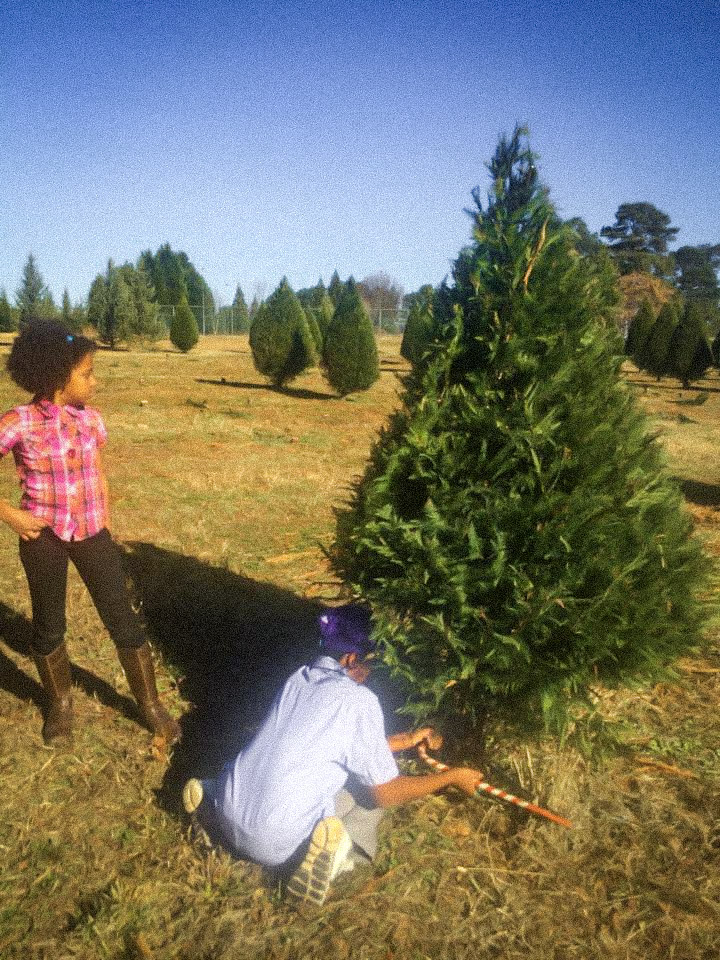 Blogmas; Cut Your Own Christmas Tree Farm