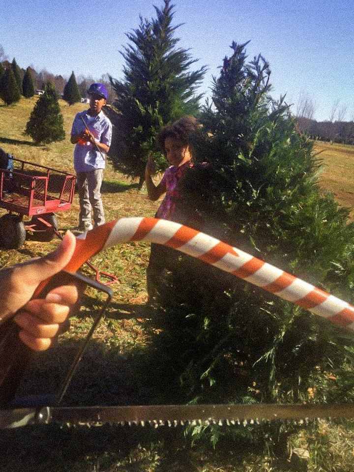 Blogmas; Cut Your Own Christmas Tree Farm