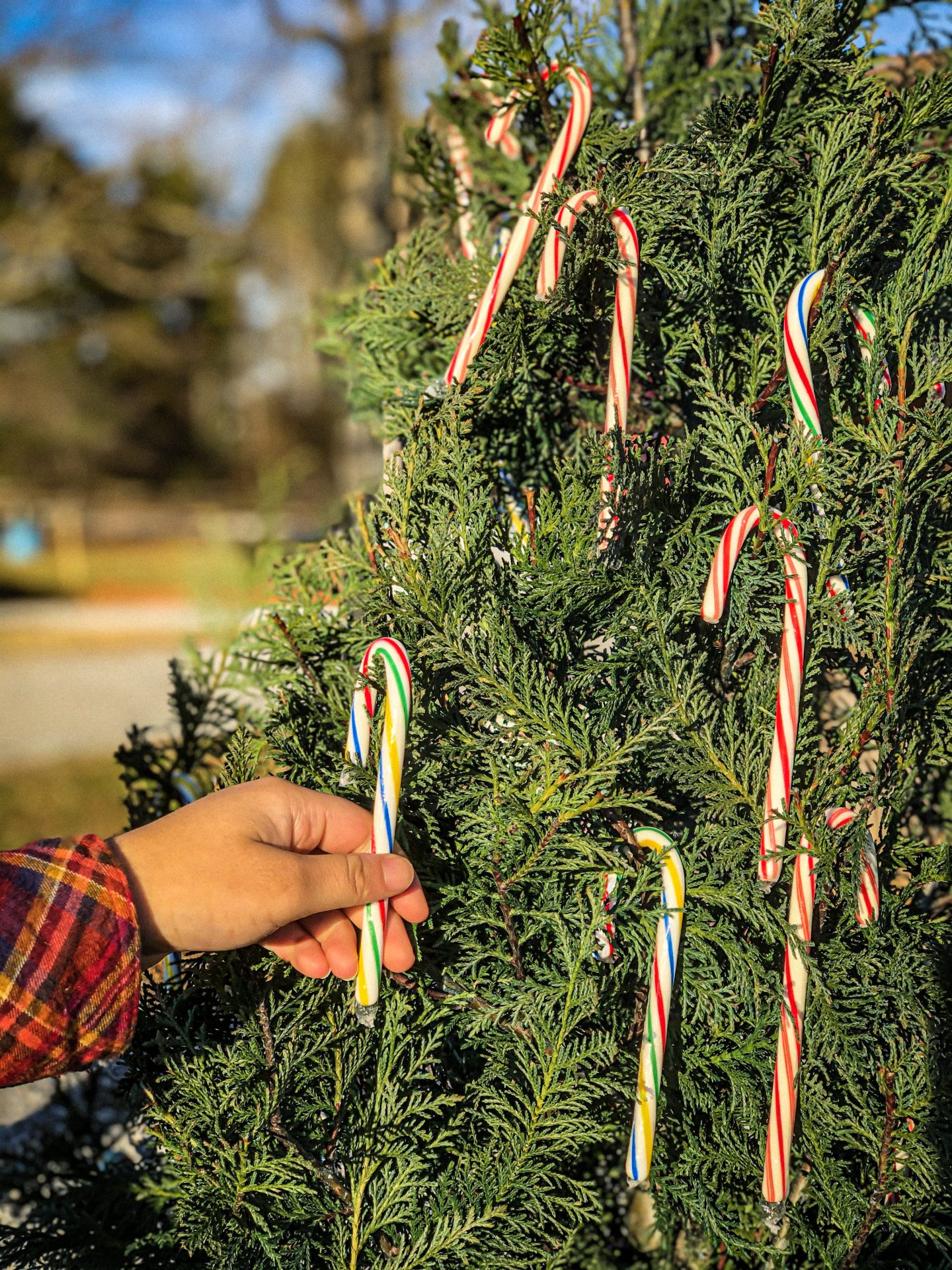 Blogmas; Cut Your Own Christmas Tree Farm