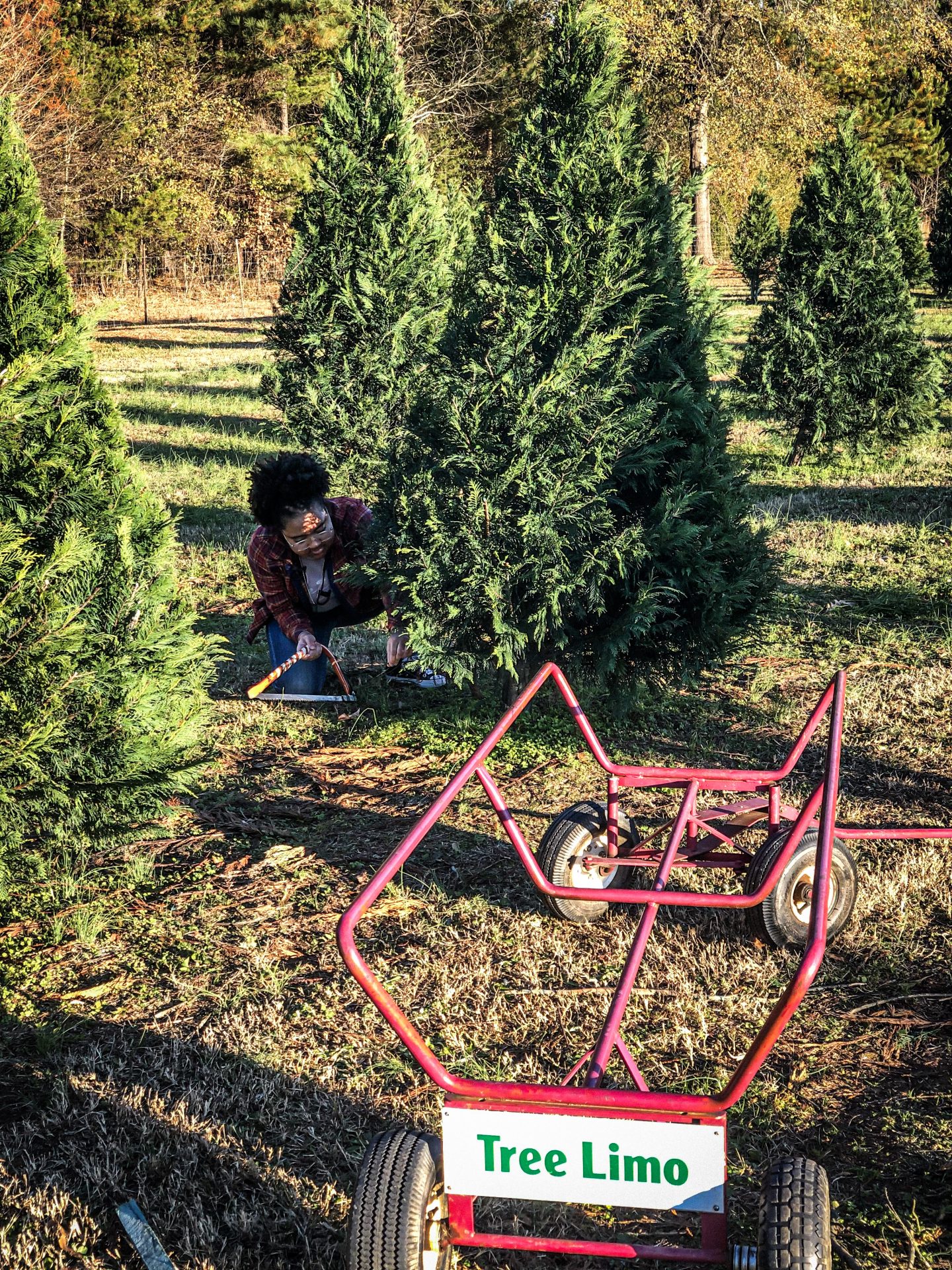 Blogmas ; Cut Your Own Christmas Tree Farm